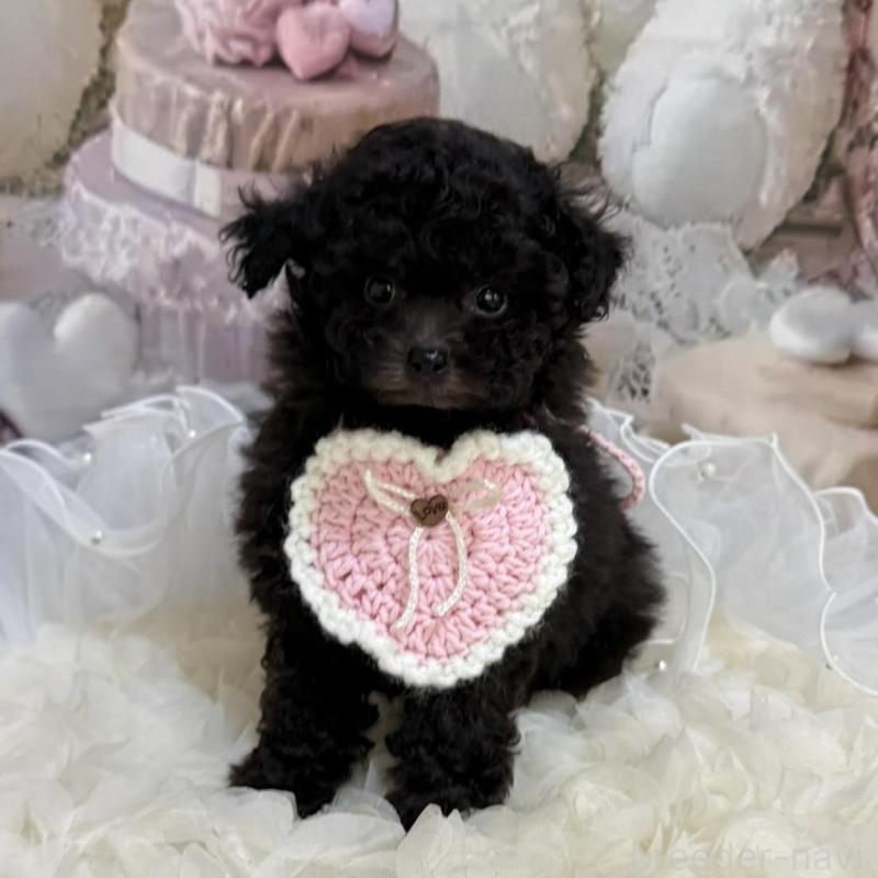 販売中の島根県のティーカッププードル-447390の17枚目