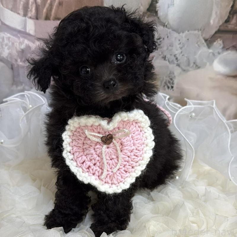 販売中の島根県のティーカッププードル-447390の16枚目