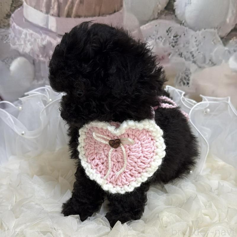 販売中の島根県のティーカッププードル-447390の15枚目