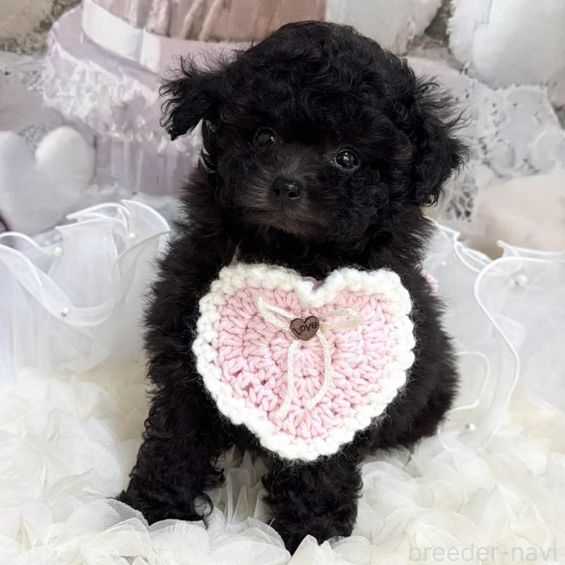 販売中の島根県のティーカッププードル-447390の14枚目