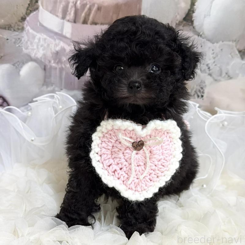 販売中の島根県のティーカッププードル-447390の13枚目