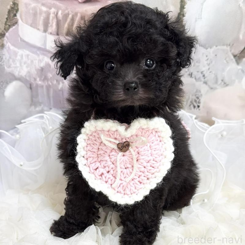 販売中の島根県のティーカッププードル-447390の12枚目