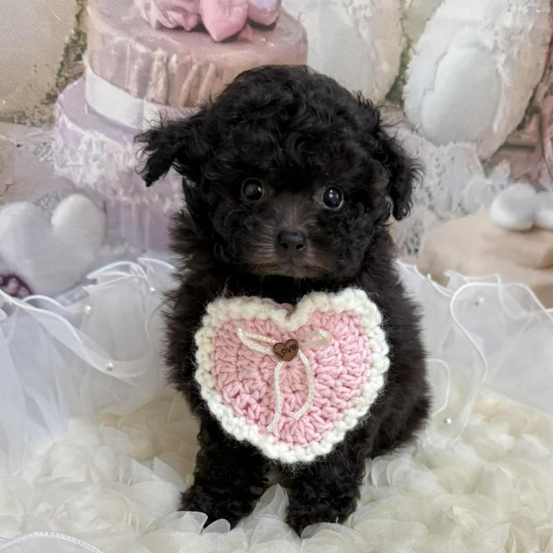 販売中の島根県のティーカッププードル-447390の11枚目