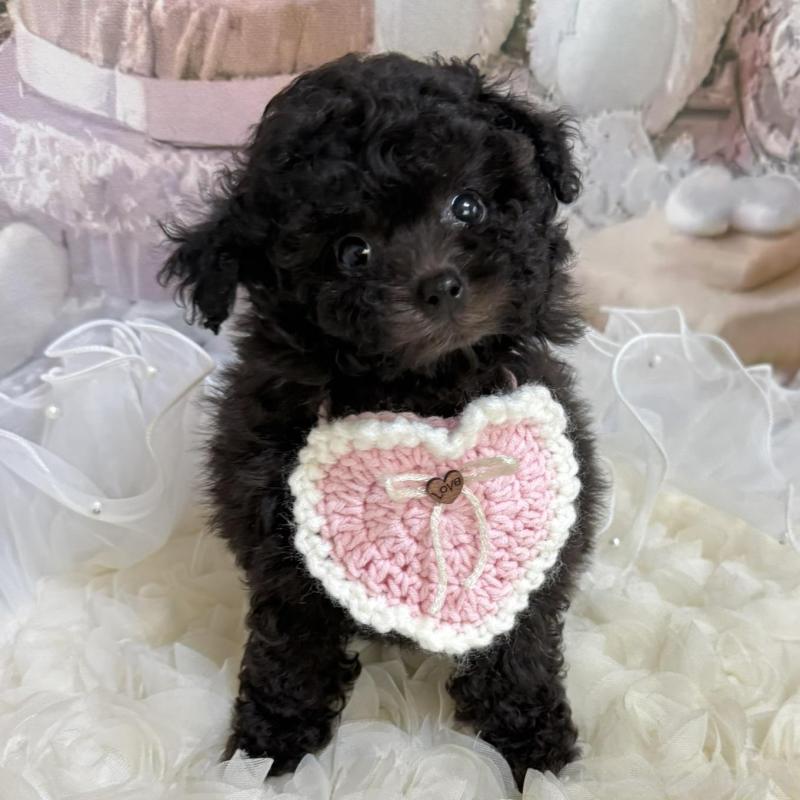 販売中の島根県のティーカッププードル-447390の10枚目