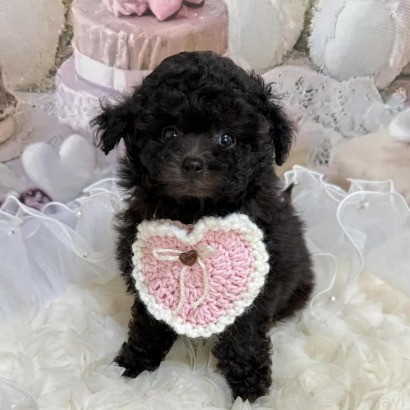 販売中の島根県のティーカッププードル-447390