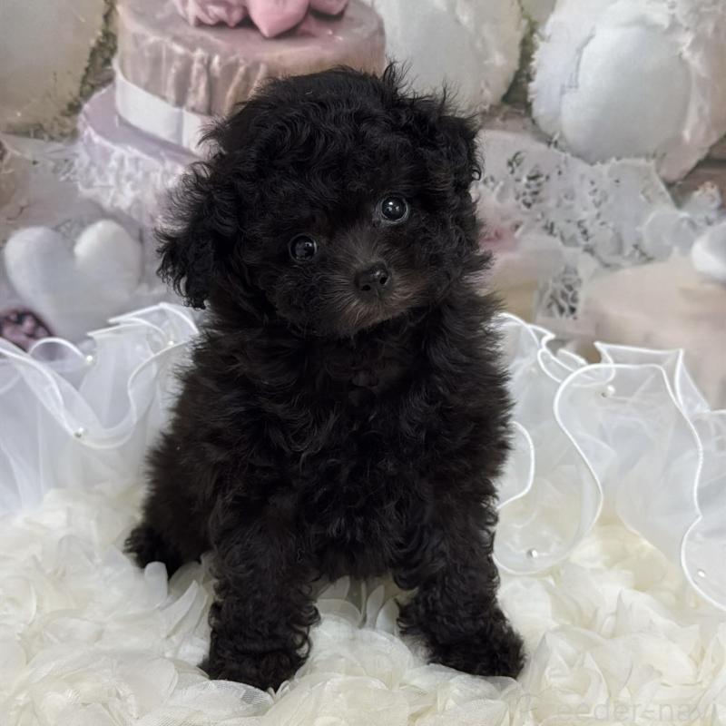 販売中の島根県のティーカッププードル-447390の6枚目