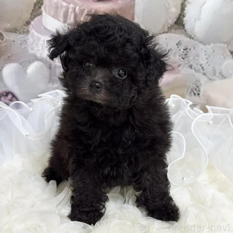 販売中の島根県のティーカッププードル-447390の5枚目