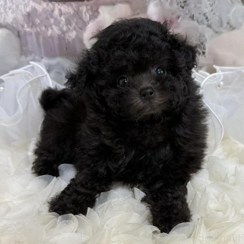 販売中の島根県のティーカッププードル-447390の3枚目