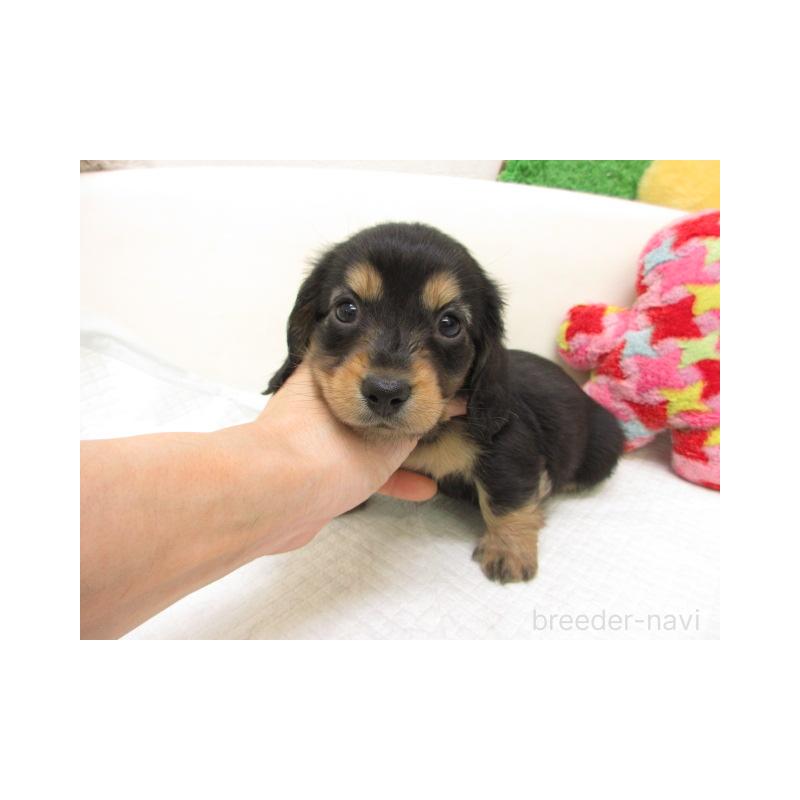 販売中の大阪府のミニチュアダックスフンド(ロングヘアード)-447389の2枚目