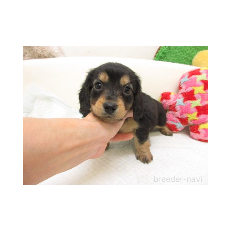 販売中の大阪府のミニチュアダックスフンド(ロングヘアード)-447389