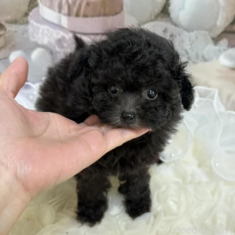 販売中の島根県のティーカッププードル-447390の2枚目