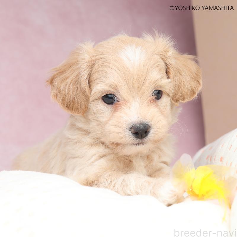 販売中の東京都のチワプー:チワワ×トイプードル-447392の6枚目