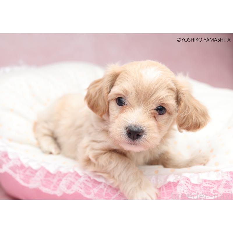 販売中の東京都のチワプー:チワワ×トイプードル-447392の5枚目