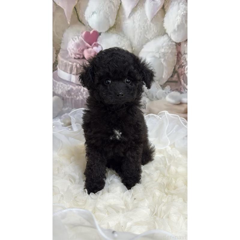 販売中の島根県のタイニープードル-447394の16枚目