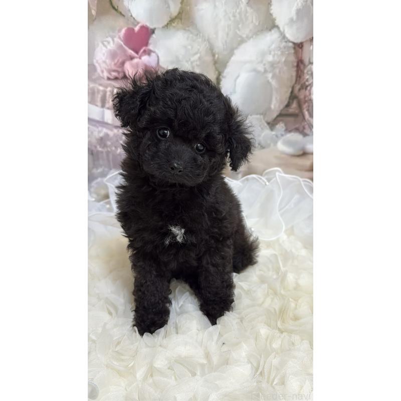 販売中の島根県のタイニープードル-447394の15枚目