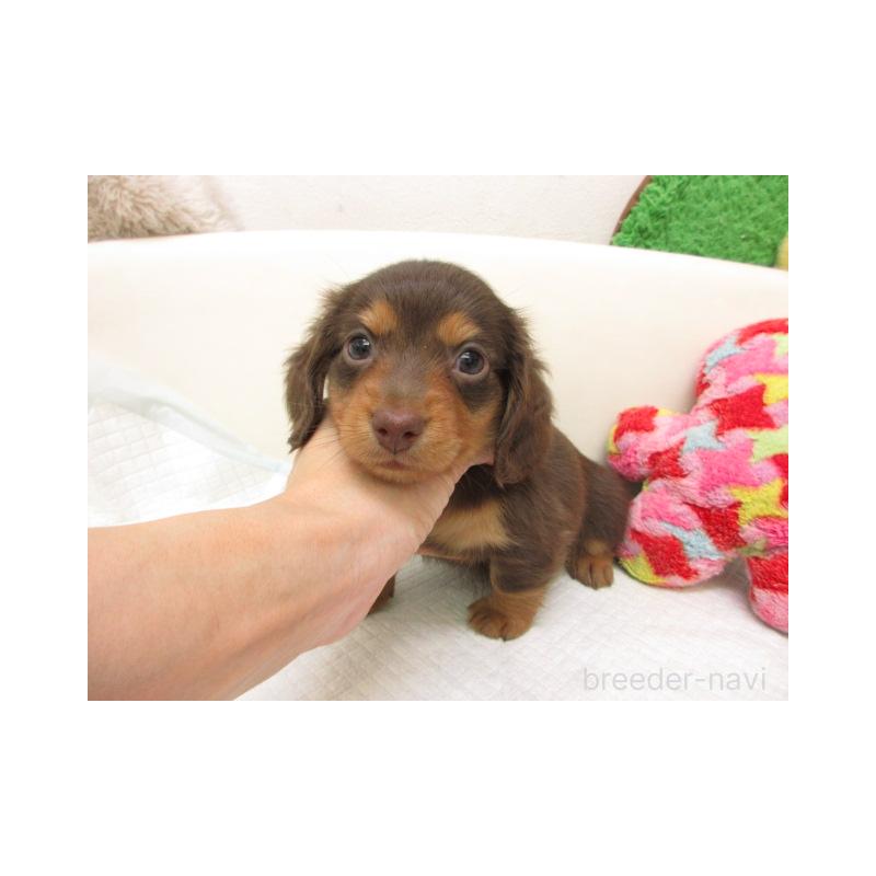 販売中の大阪府のミニチュアダックスフンド(ロングヘアード)-447391の2枚目