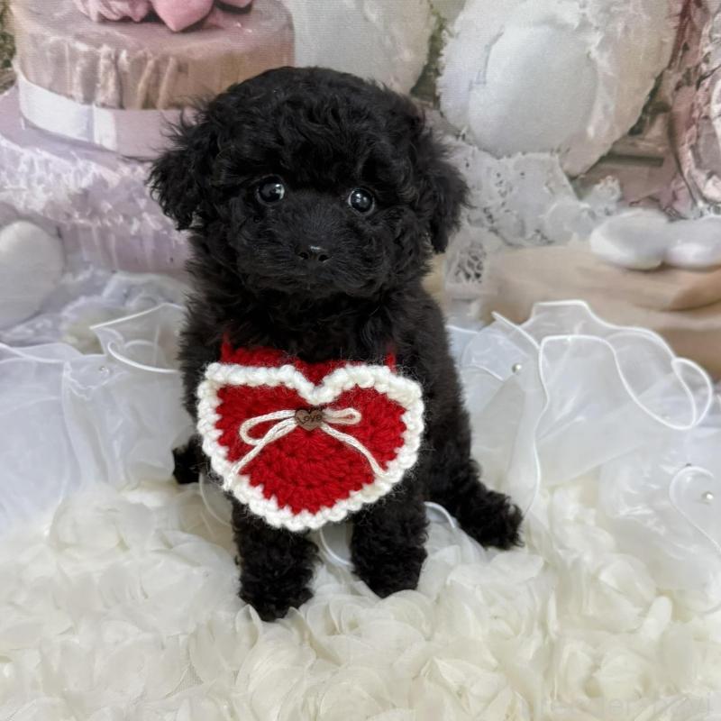 販売中の島根県のタイニープードル-447394の14枚目