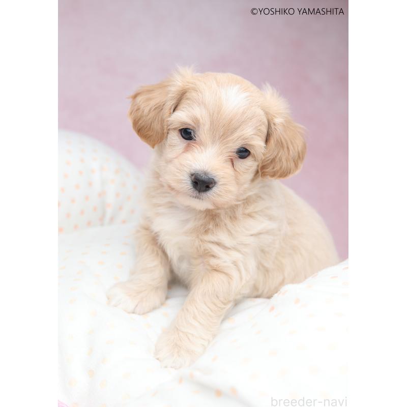 販売中の東京都のチワプー:チワワ×トイプードル-447392の2枚目