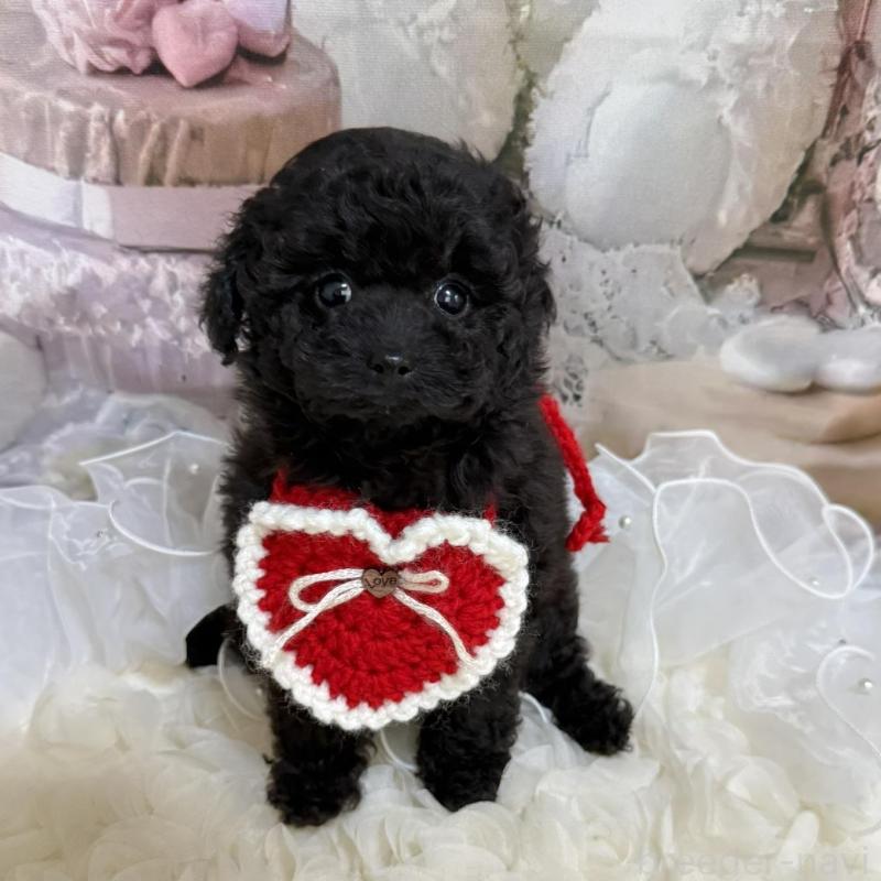 販売中の島根県のタイニープードル-447394の13枚目