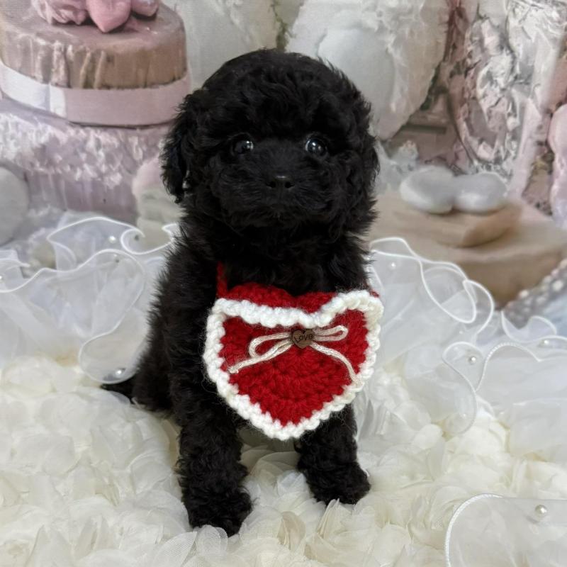 販売中の島根県のタイニープードル-447394の11枚目