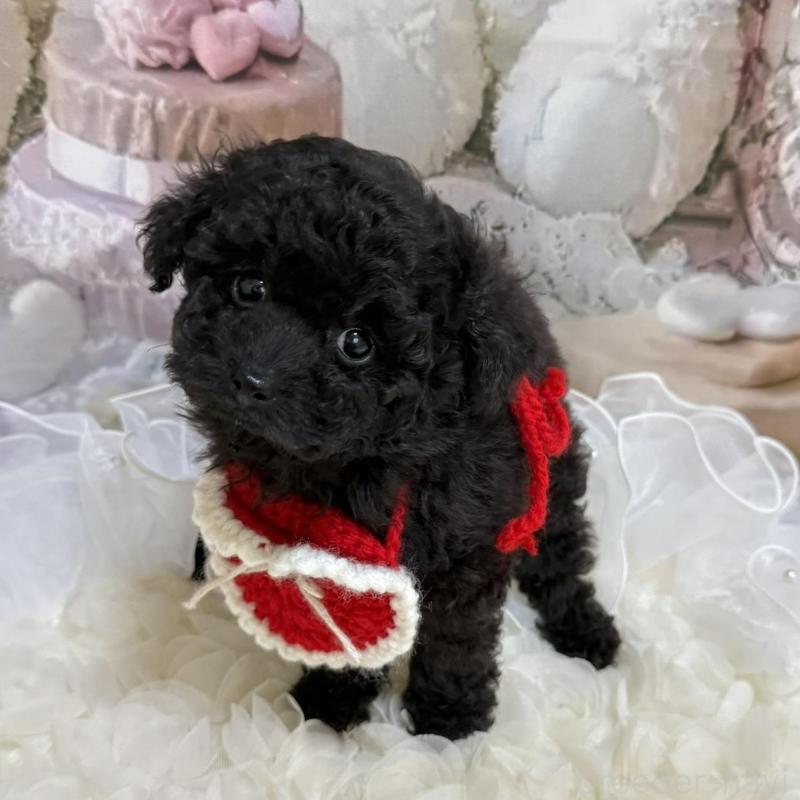 販売中の島根県のタイニープードル-447394の10枚目