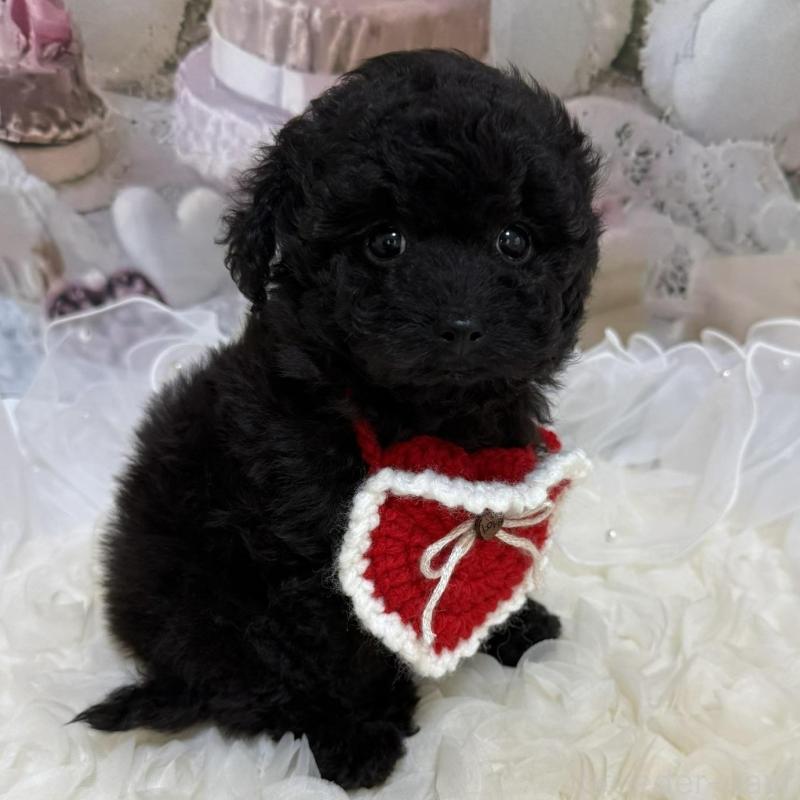 販売中の島根県のタイニープードル-447394の9枚目