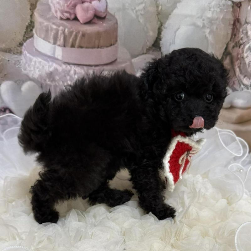 販売中の島根県のタイニープードル-447394の8枚目