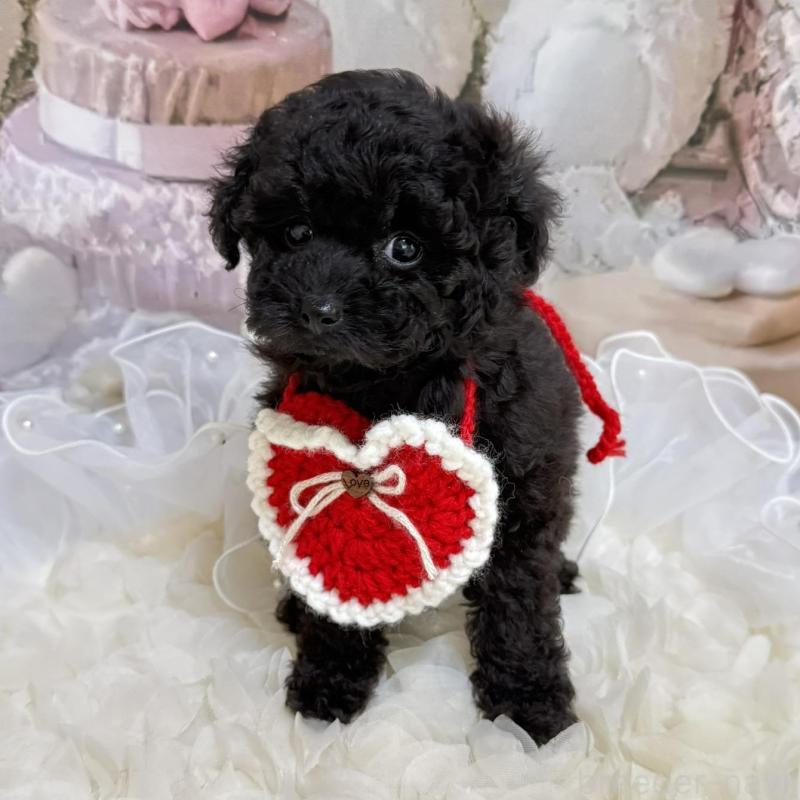 販売中の島根県のタイニープードル-447394の7枚目