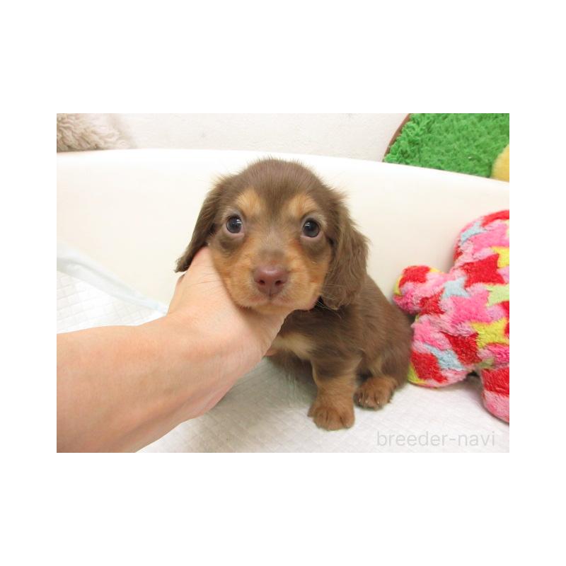 販売中の大阪府のミニチュアダックスフンド(ロングヘアード)-447393の2枚目