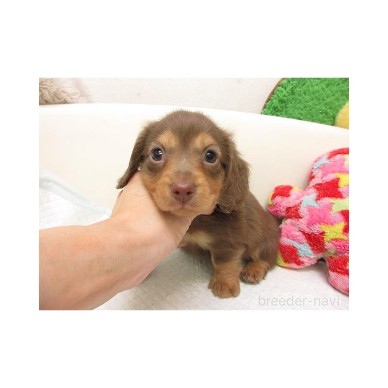 販売中の大阪府のミニチュアダックスフンド(ロングヘアード)-447393