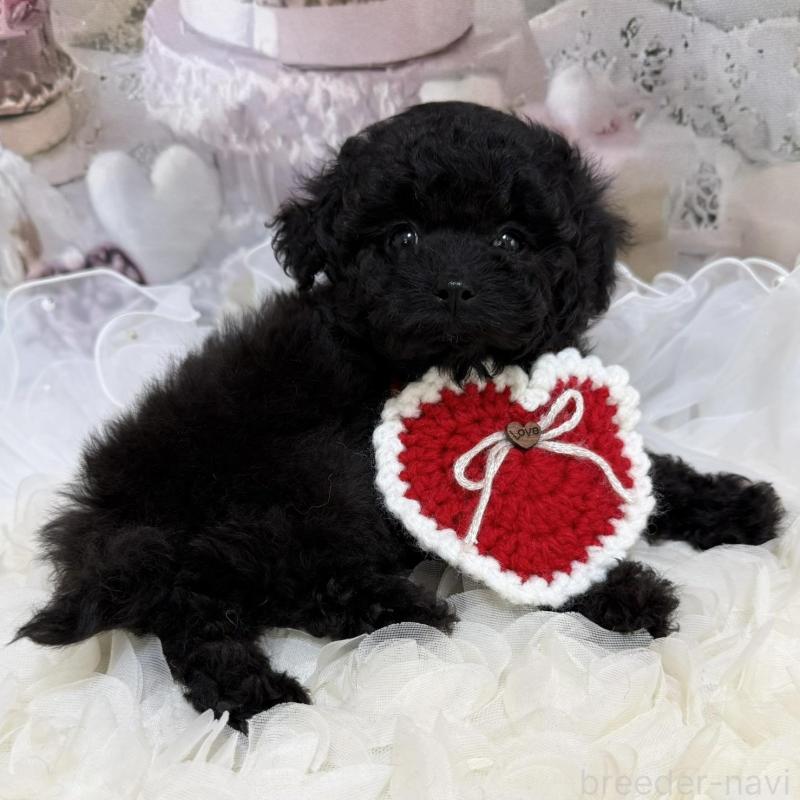 販売中の島根県のタイニープードル-447394の6枚目