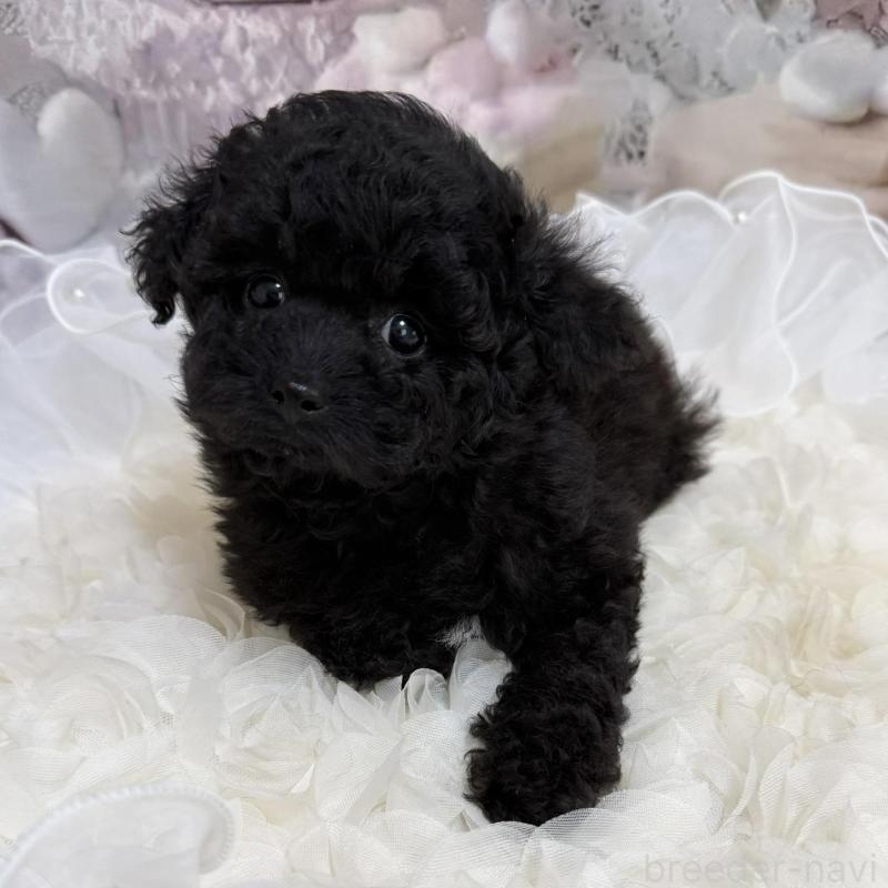 販売中の島根県のタイニープードル-447394の5枚目