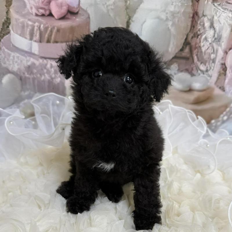 販売中の島根県のタイニープードル-447394の1枚目