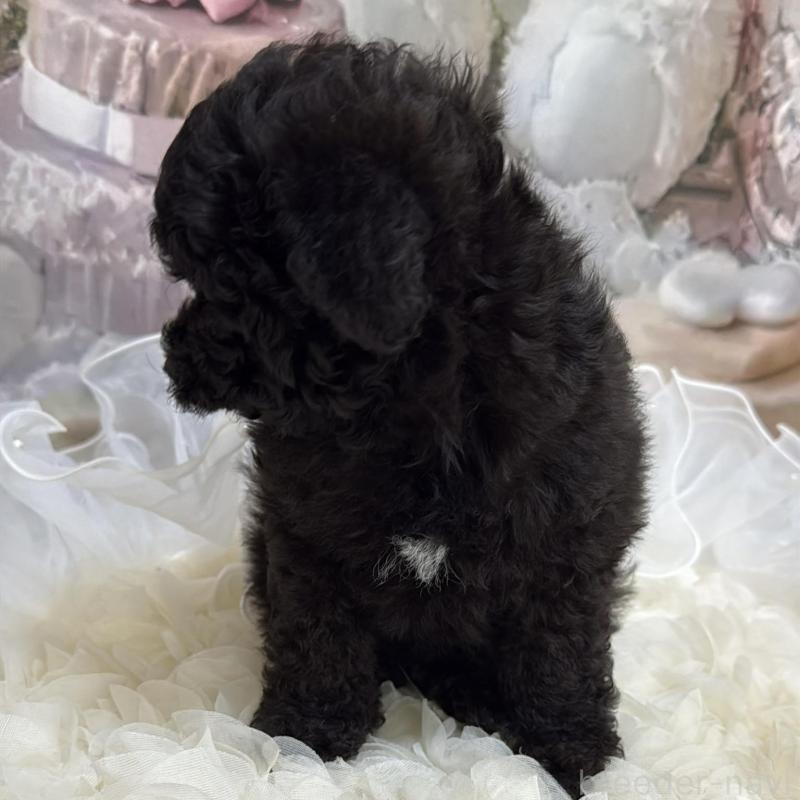 販売中の島根県のタイニープードル-447394の4枚目