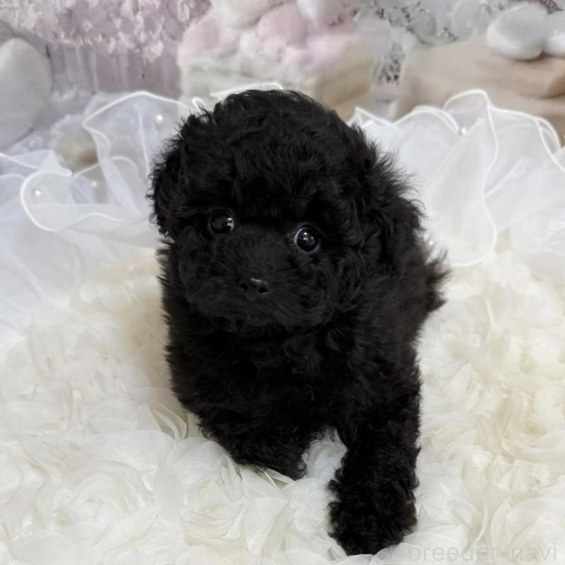 販売中の島根県のタイニープードル-447394の3枚目