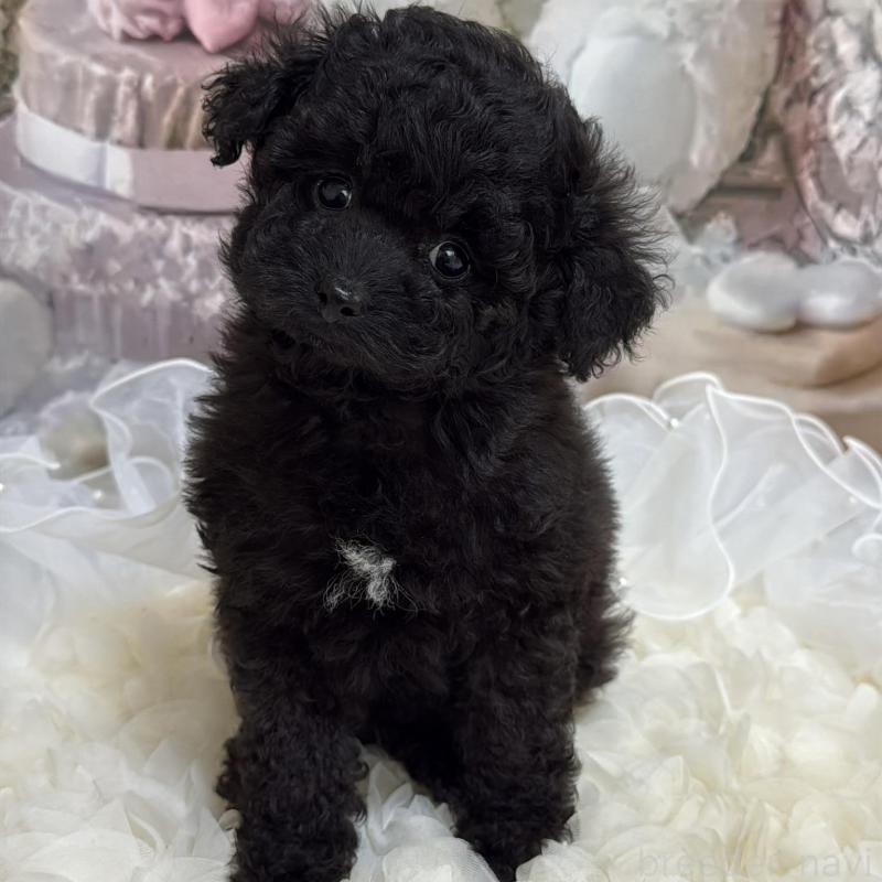 販売中の島根県のタイニープードル-447394の2枚目