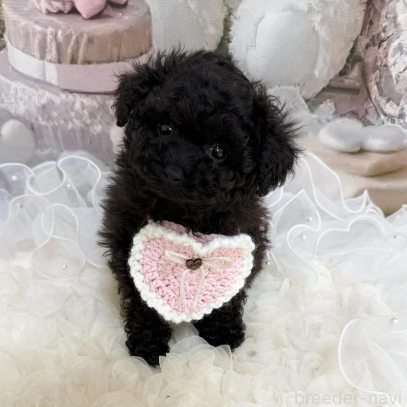 販売中の島根県のタイニープードル-447395