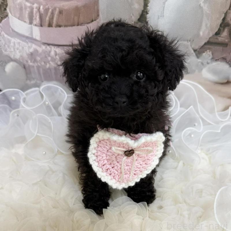 販売中の島根県のタイニープードル-447395の15枚目