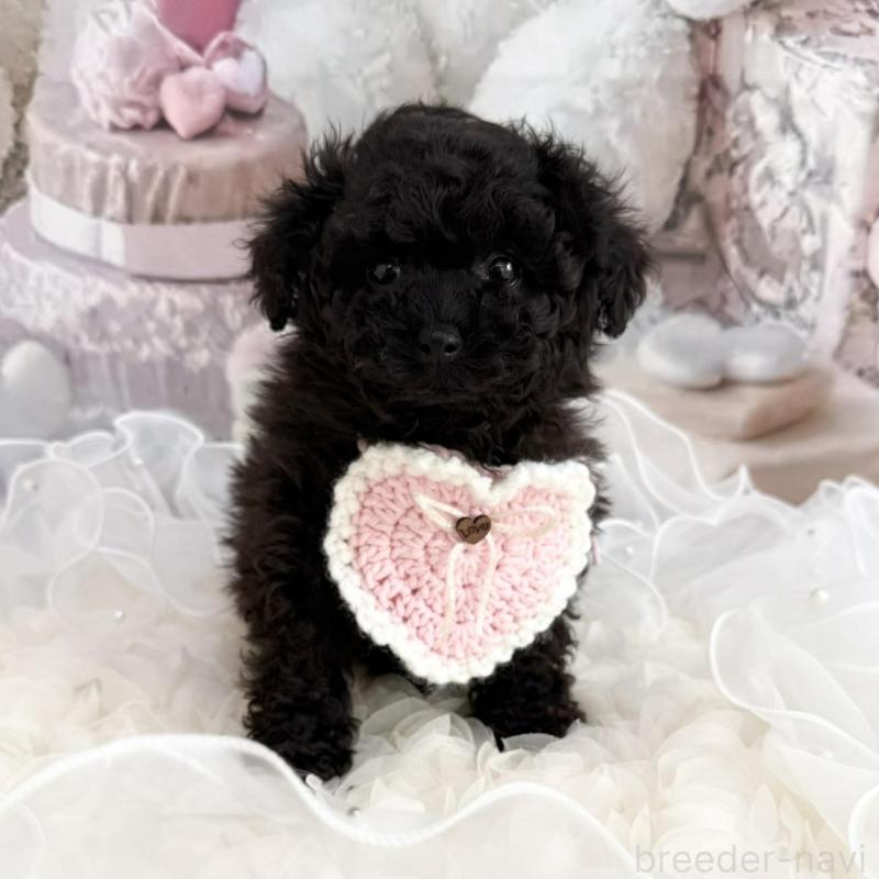 販売中の島根県のタイニープードル-447395の14枚目