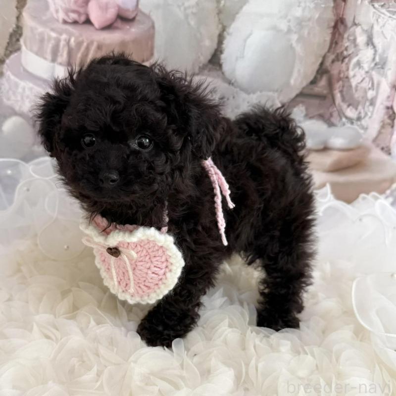 販売中の島根県のタイニープードル-447395の13枚目