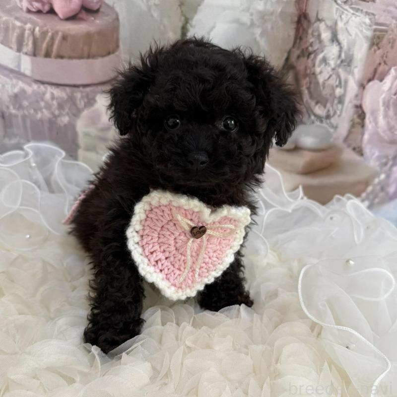 販売中の島根県のタイニープードル-447395の12枚目