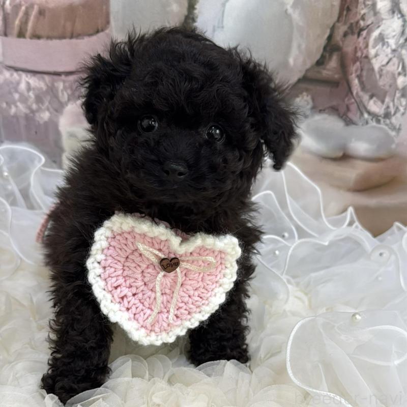 販売中の島根県のタイニープードル-447395の11枚目