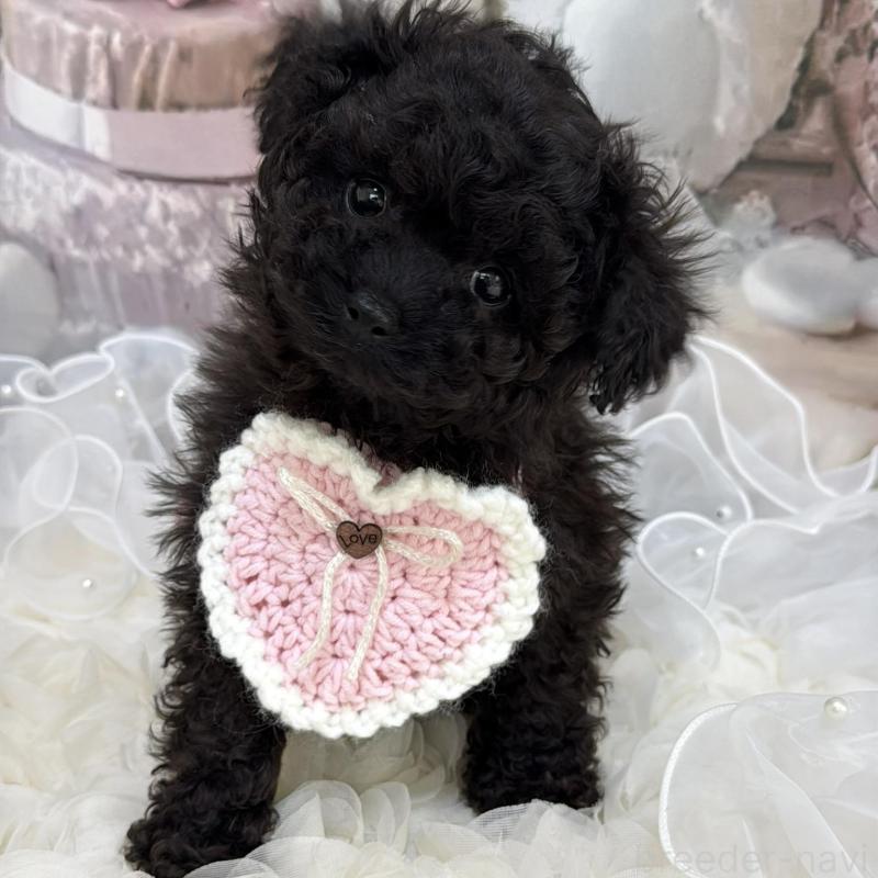 販売中の島根県のタイニープードル-447395の10枚目