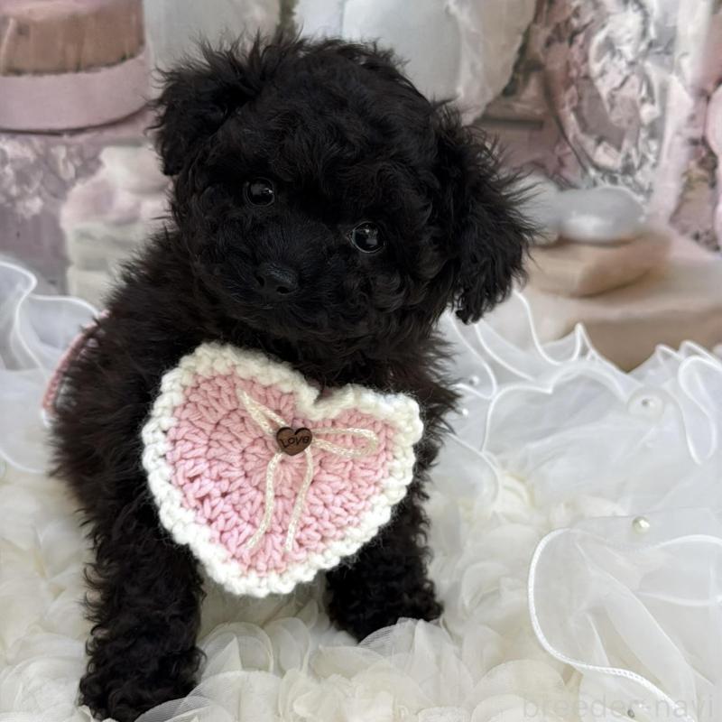 販売中の島根県のタイニープードル-447395の9枚目