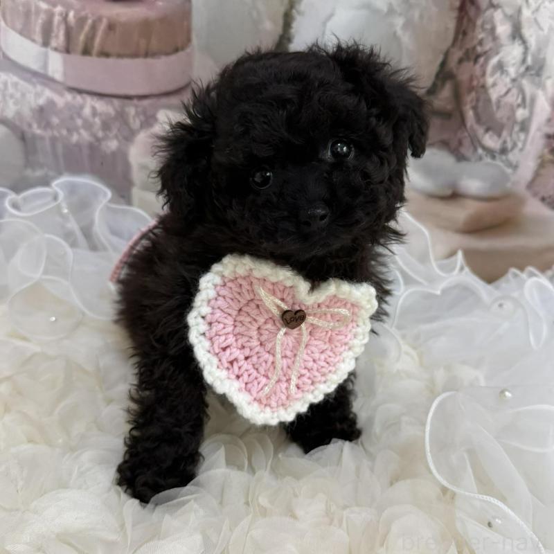 販売中の島根県のタイニープードル-447395の8枚目