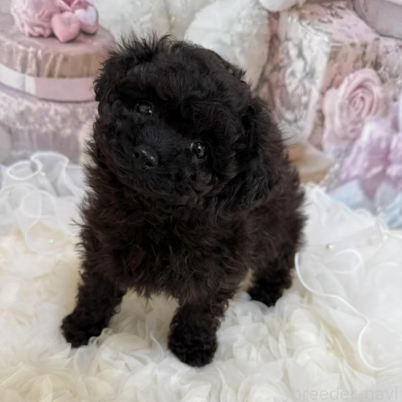 販売中の島根県のタイニープードル-447395の7枚目