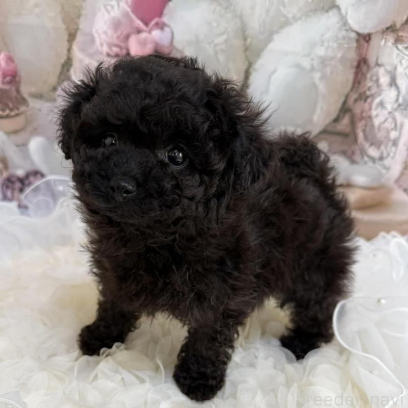 販売中の島根県のタイニープードル-447395の6枚目