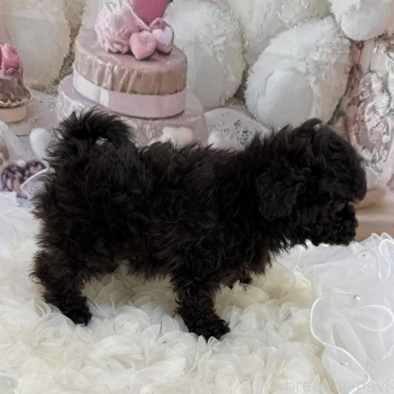 販売中の島根県のタイニープードル-447395の5枚目