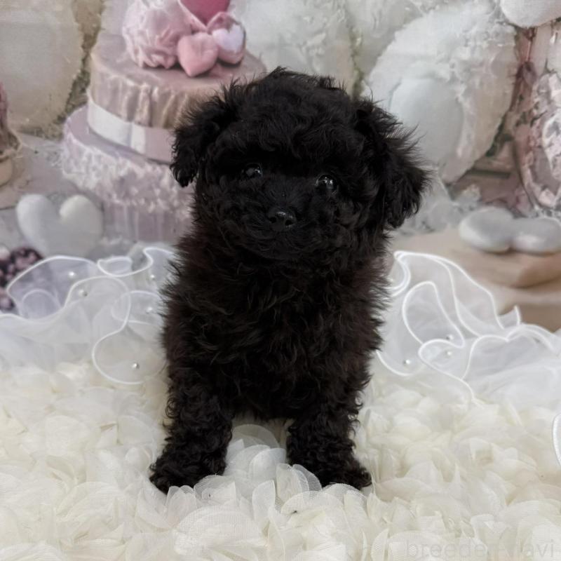 販売中の島根県のタイニープードル-447395の4枚目