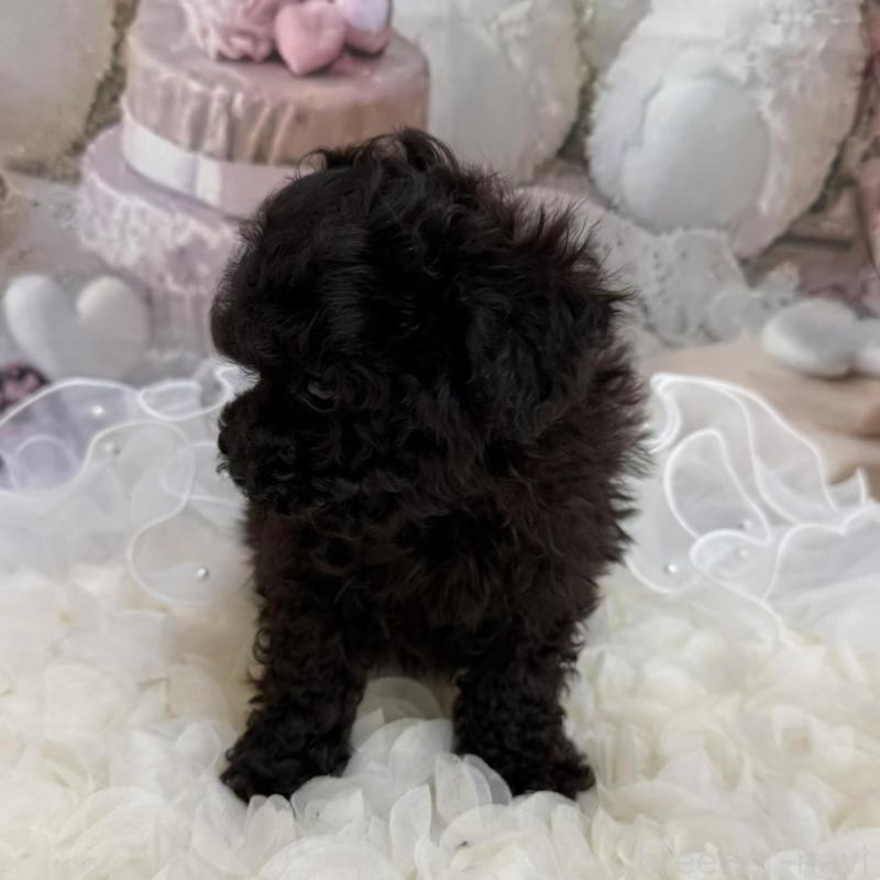 販売中の島根県のタイニープードル-447395の3枚目